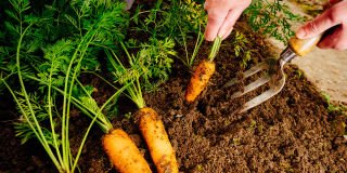 Member tips - What are your top veggie garden tips?