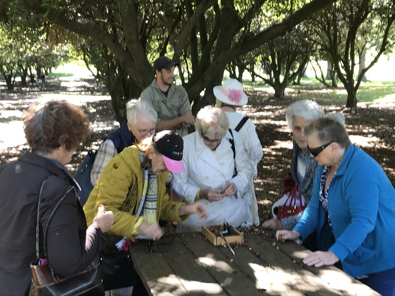 Shelling the macadamia nuts