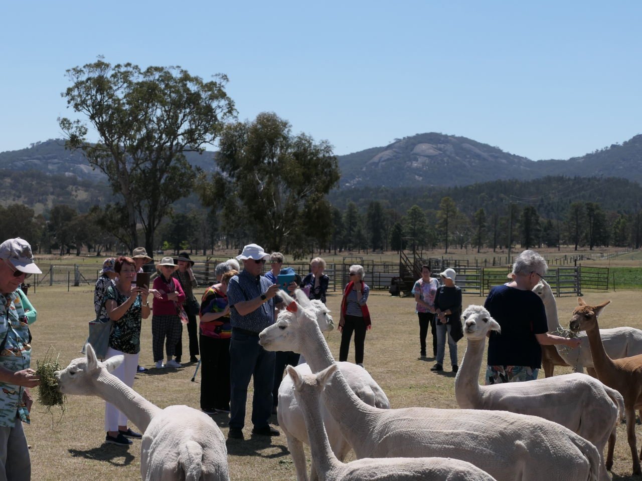 Alpaca Farm - Tenterfield - 
Day 8 Dorrigo Trip 2023-09