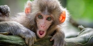 ‘Drunk monkey’ clue to human drinking