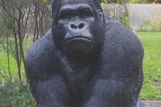 Residents go bananas over gorilla theft  