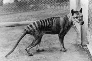 Tracing the Tasmanian tiger’s oldest ancestors