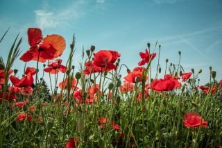 Anzac Day: Lest we forget